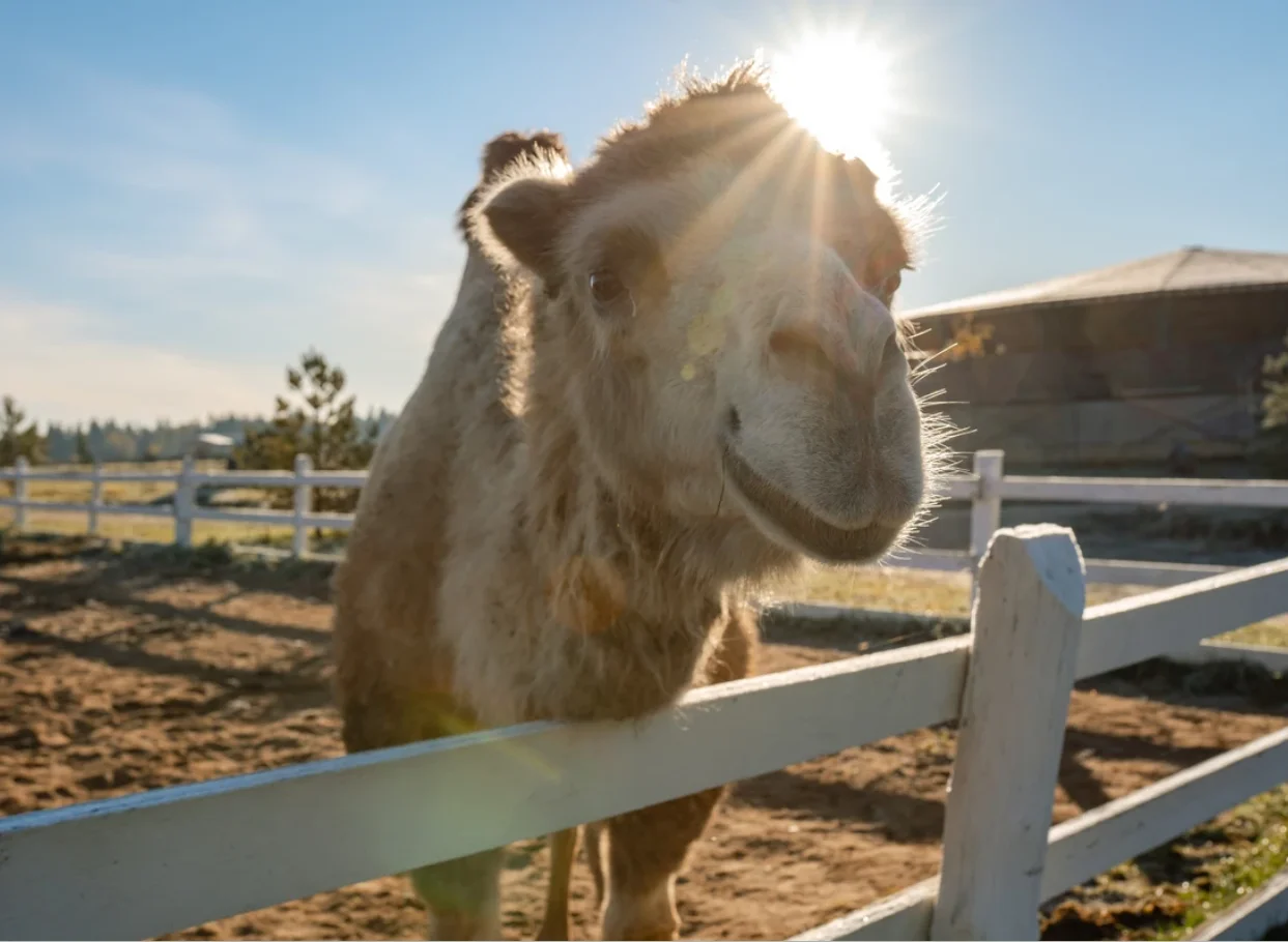 Фото Экоранчо - отдых на ферме в Алексеевке - развлечение в Москве | Досугатор